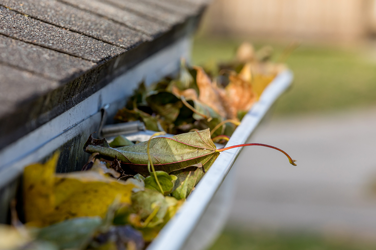 gutter cleaning